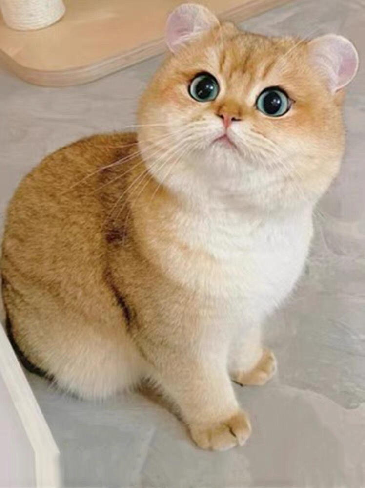 那小厨