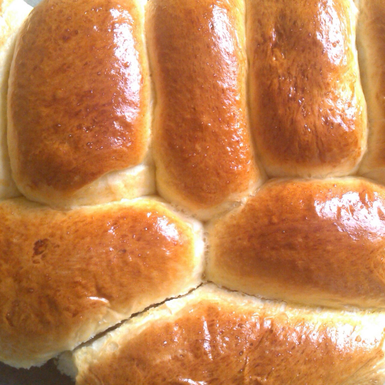 鲜奶油小餐包（一次发酵）