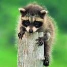 垂死挣扎想当好厨娘