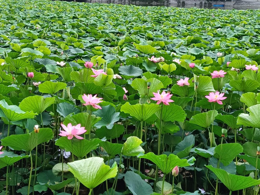 家常美味