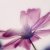 jean_sj