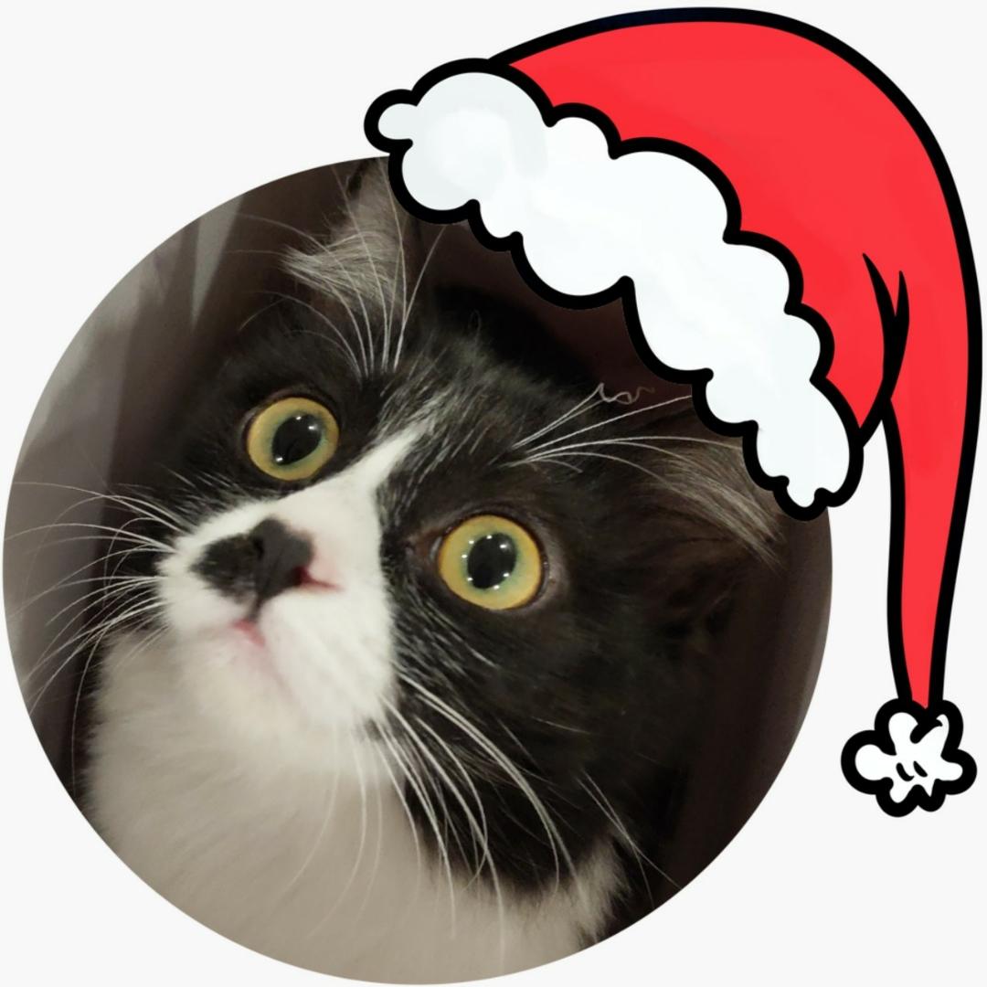 可爱猫猫头