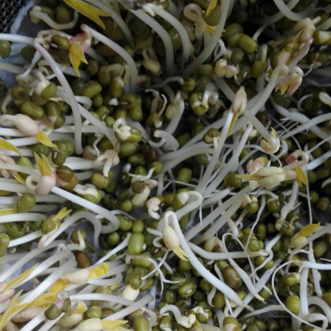 自制豆芽