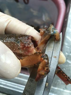 详解如何清理以及辨别小龙虾的做法 步骤13