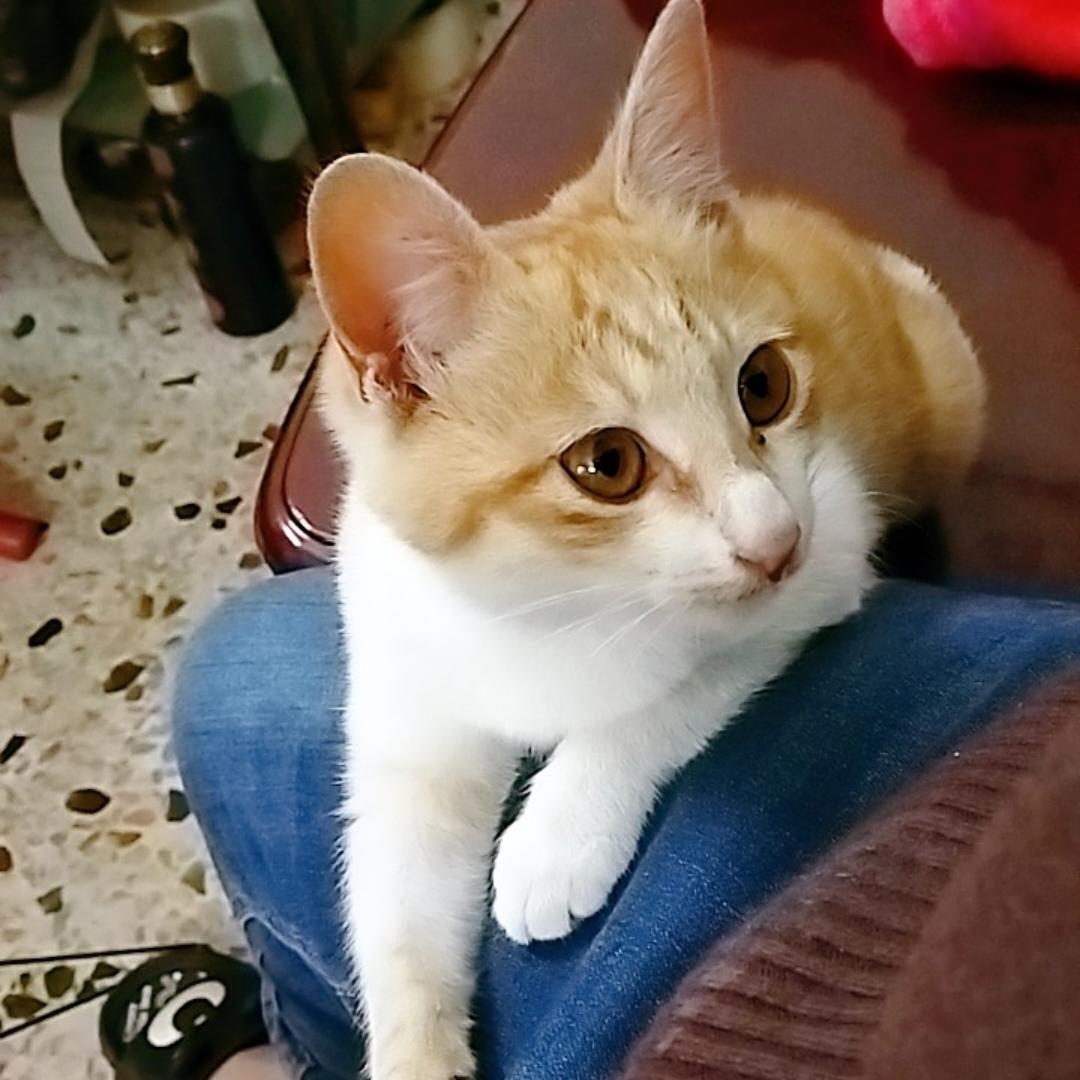 不吃鱼的猫咪