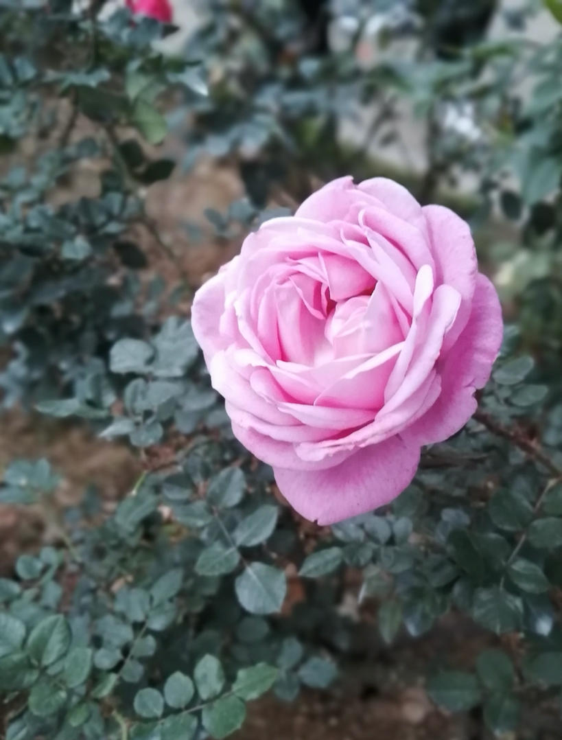 雅馨_qty7