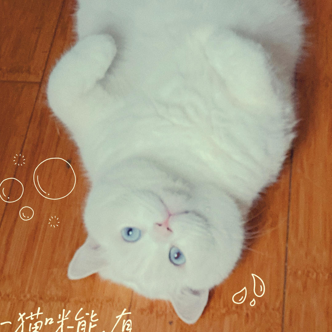 宇宙无敌谭大厨