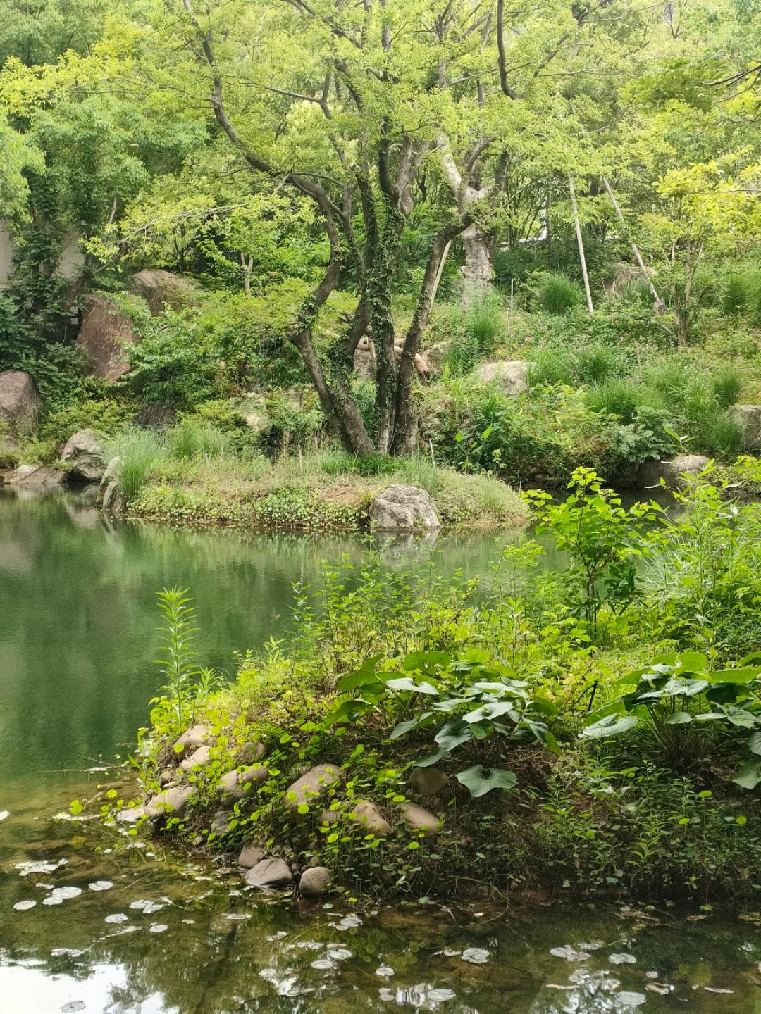 小马寻素记