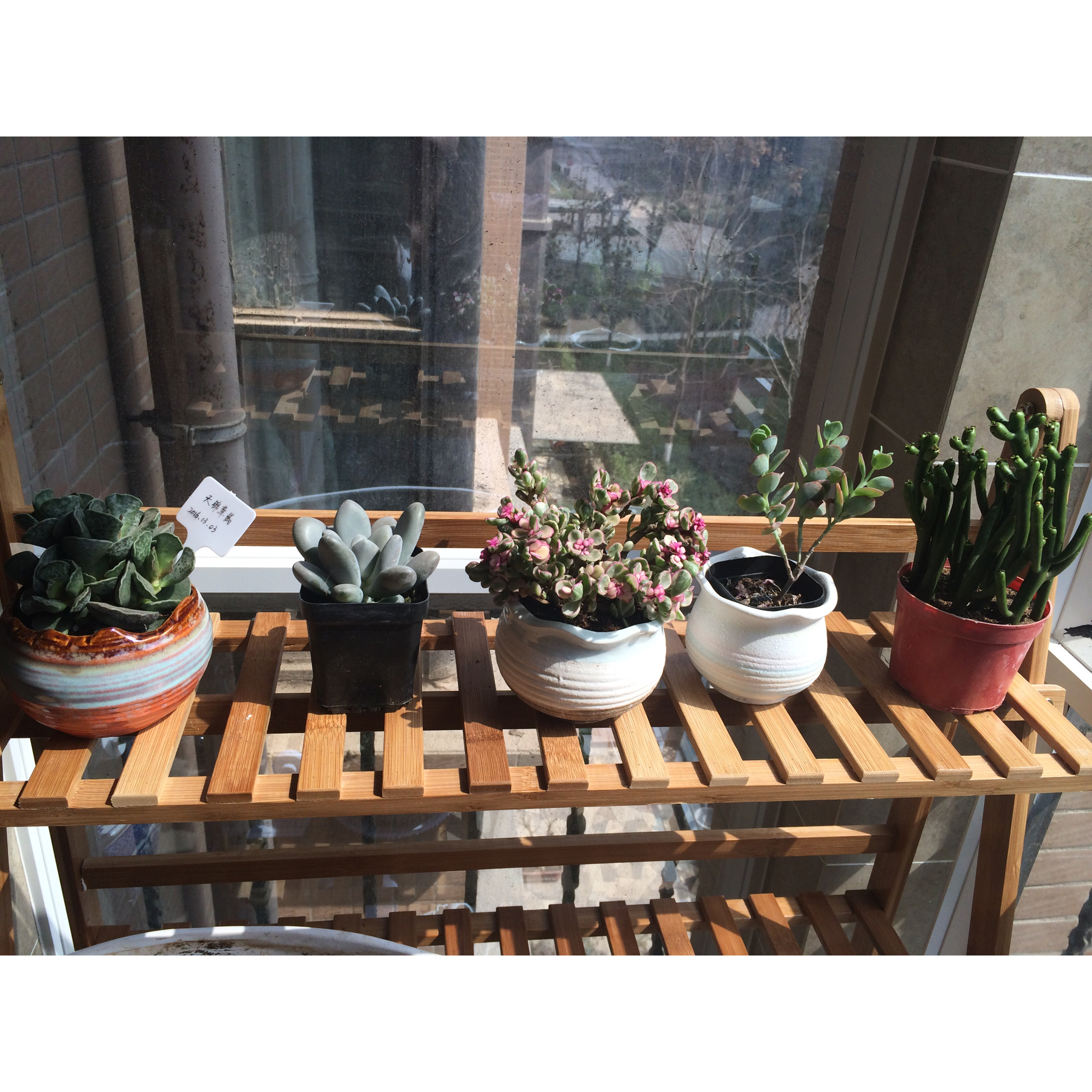 搬一座花园回家