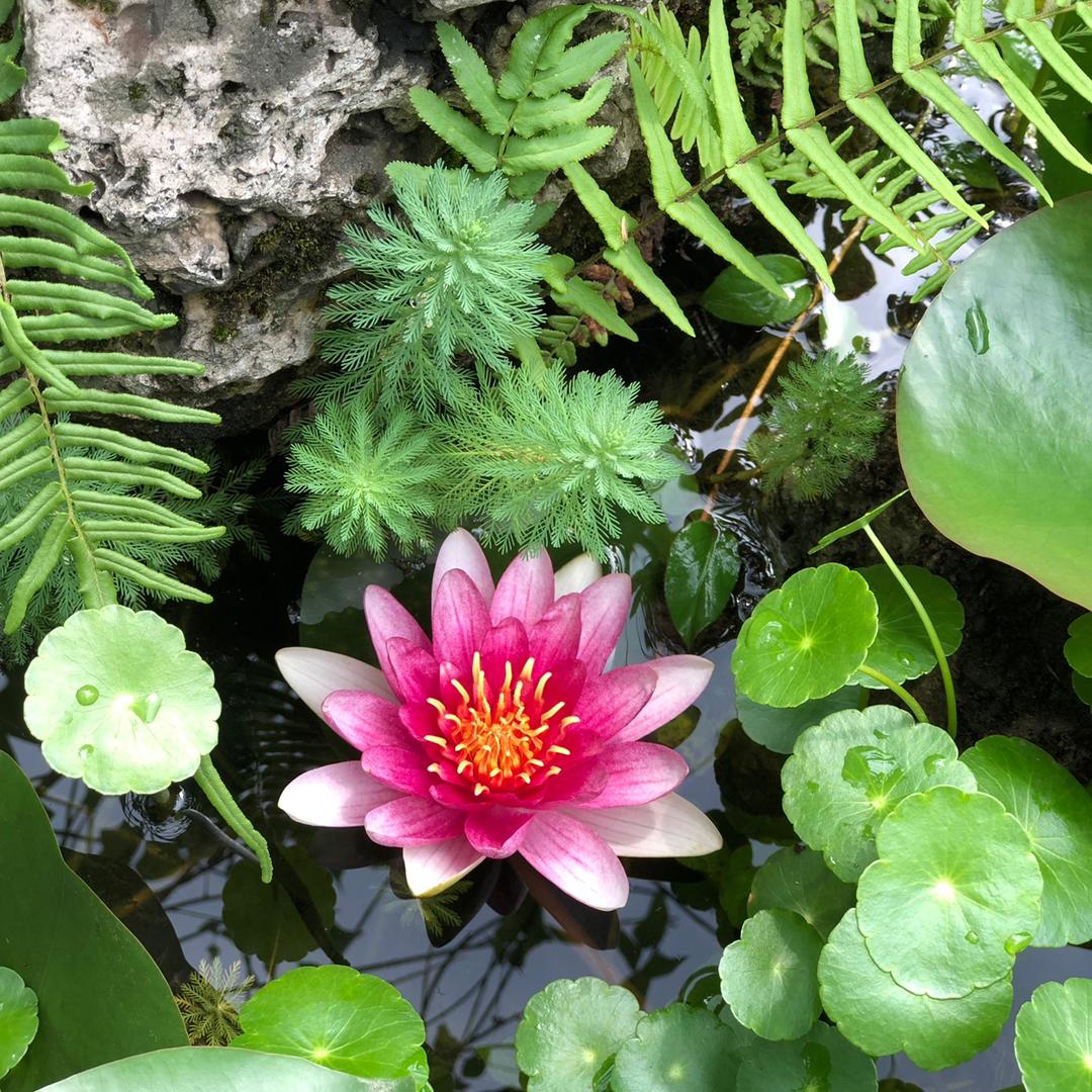 草本植物D