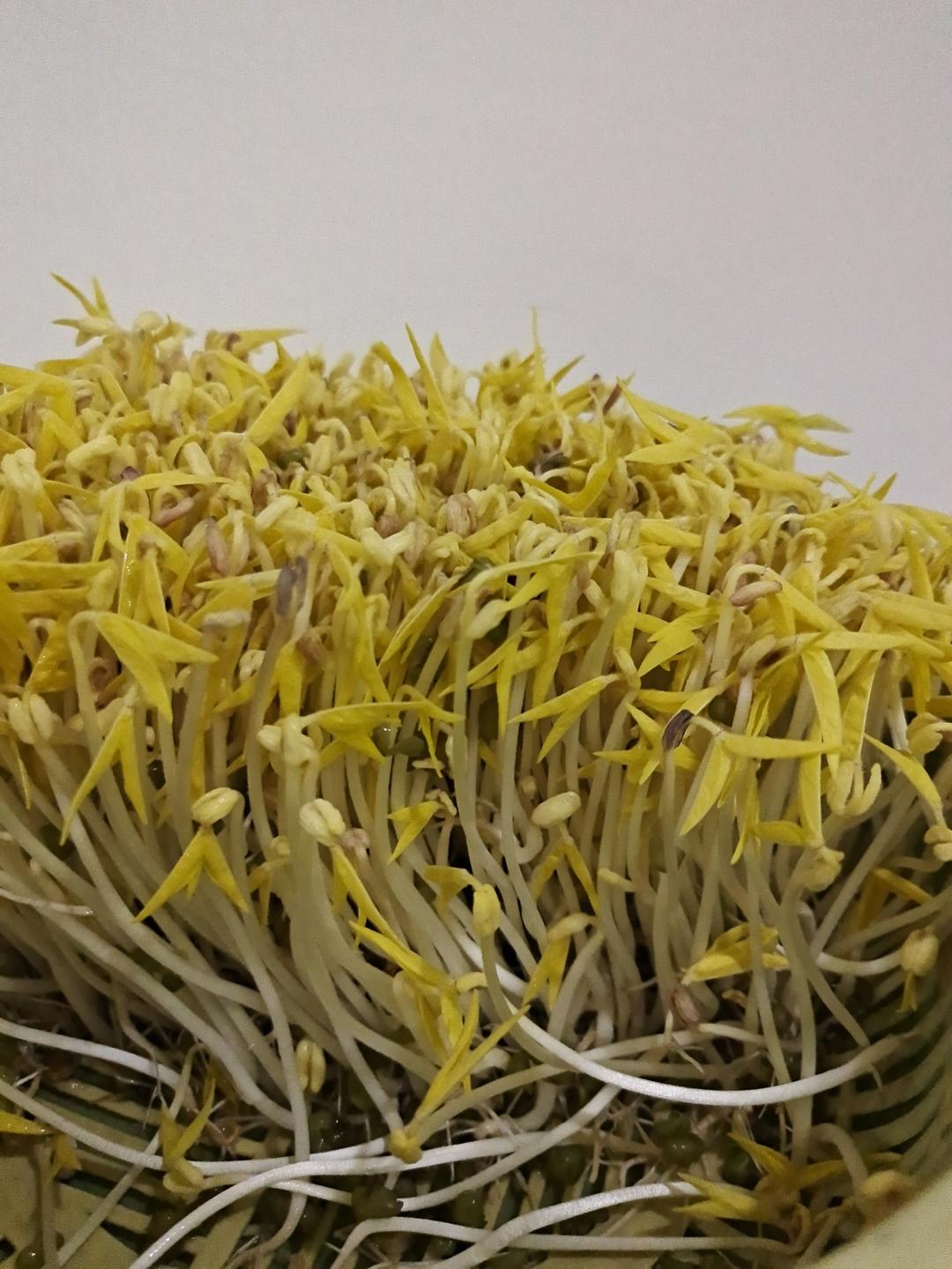 沥水篮发豆芽