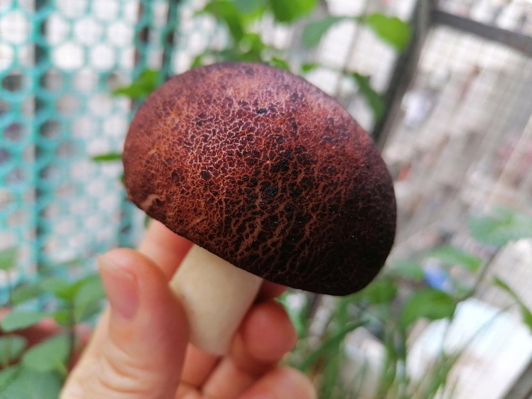仿真香菇包