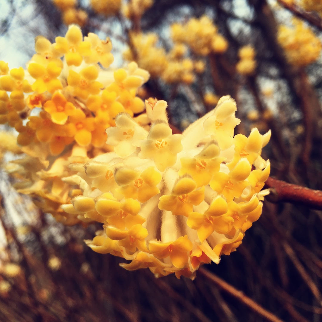菟丝花花