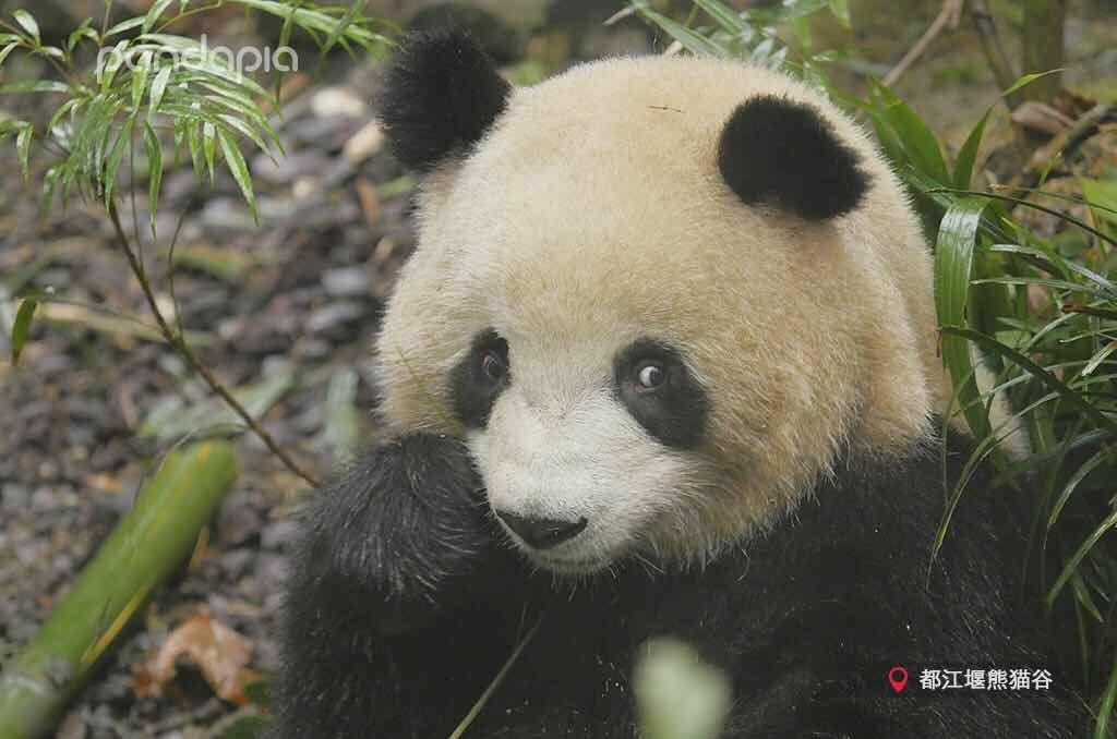 油菜香豆干的做法 步骤1