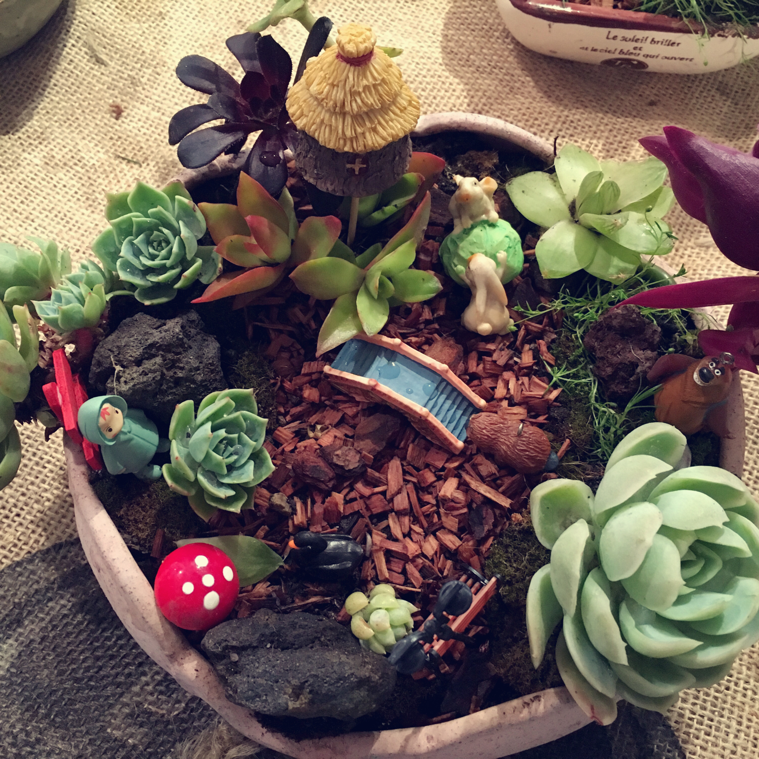 我家的花花草草