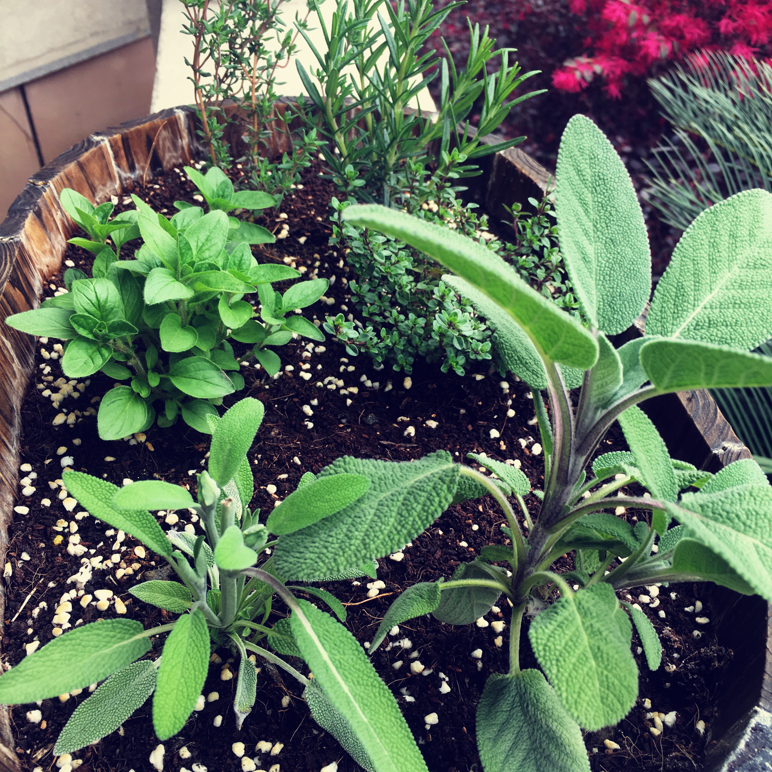 西餐香料中英文用途图解集合