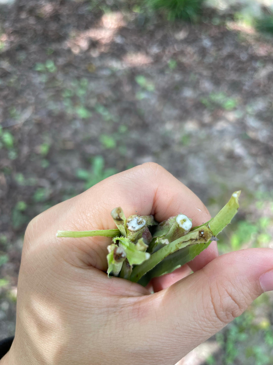 ❀【蒜香苦麻菜】❀
《快手菜系列四十》