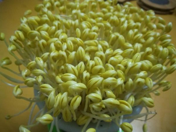 自发豆芽(方便、易做的绿色食品)