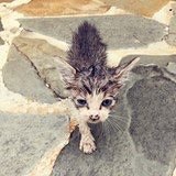猫猫跟着我