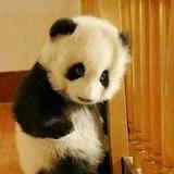 吸猫盒