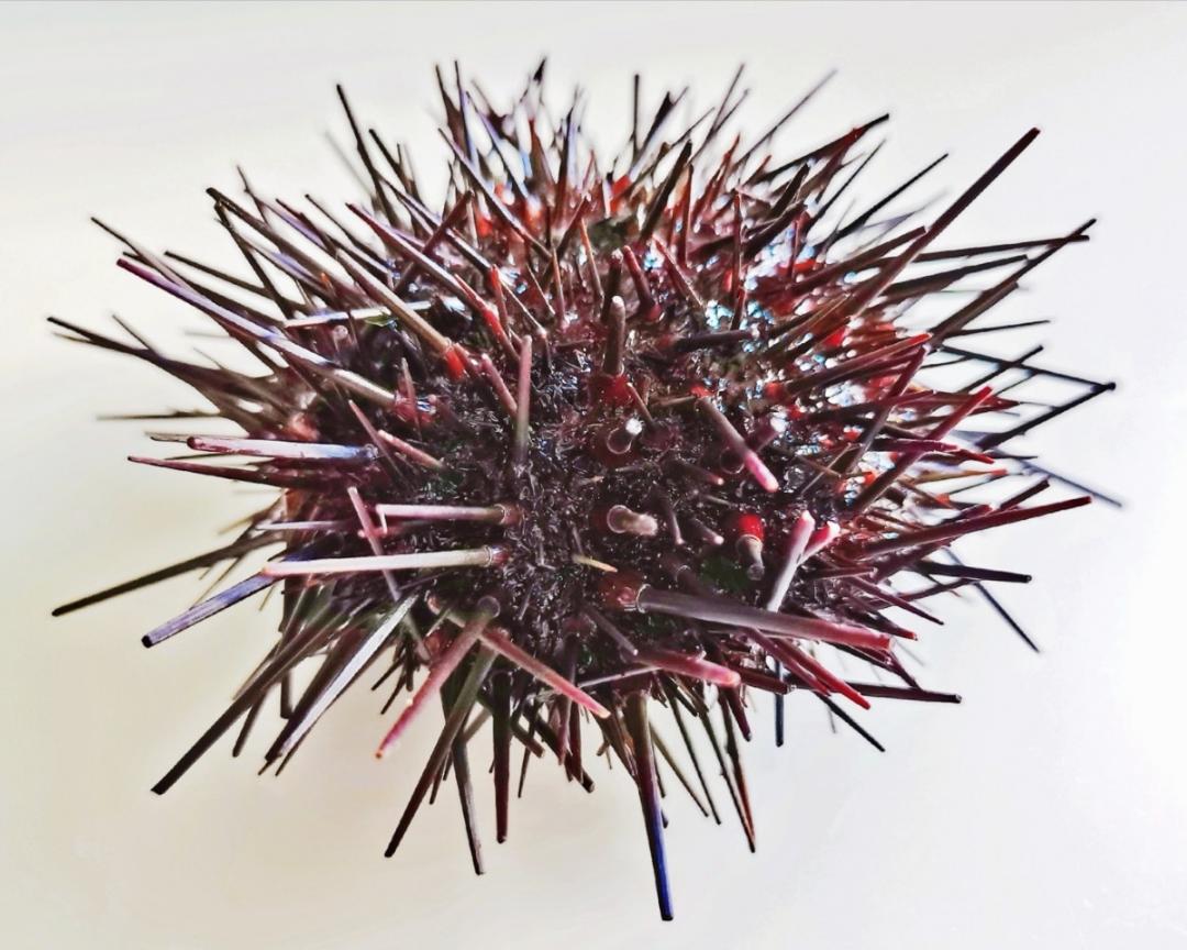 刺身北紫海胆的做法