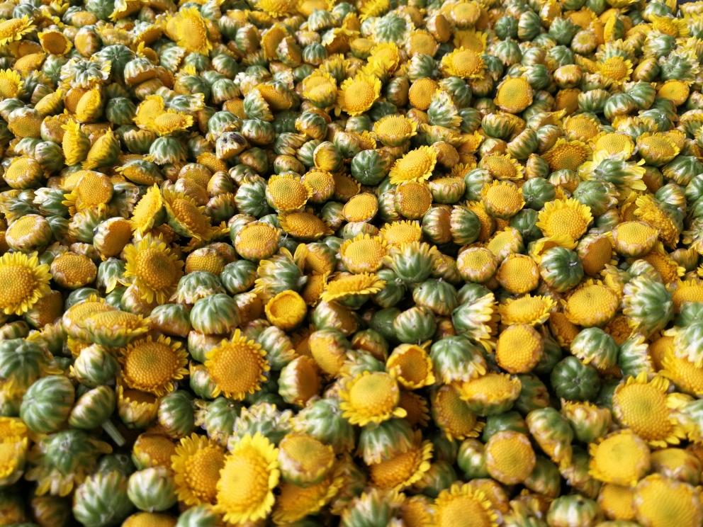 晒胎菊，做菊花茶