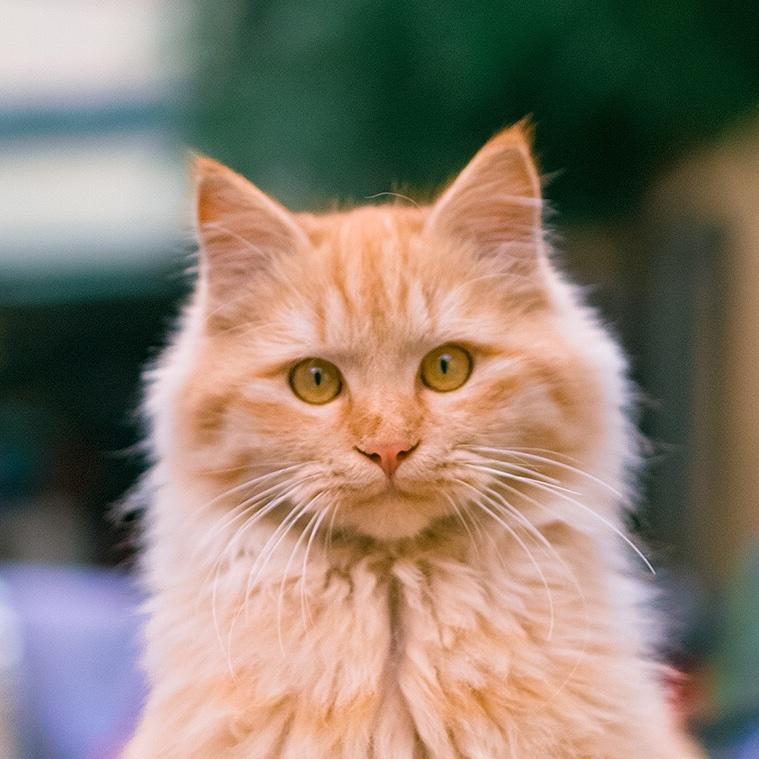 半只猫_