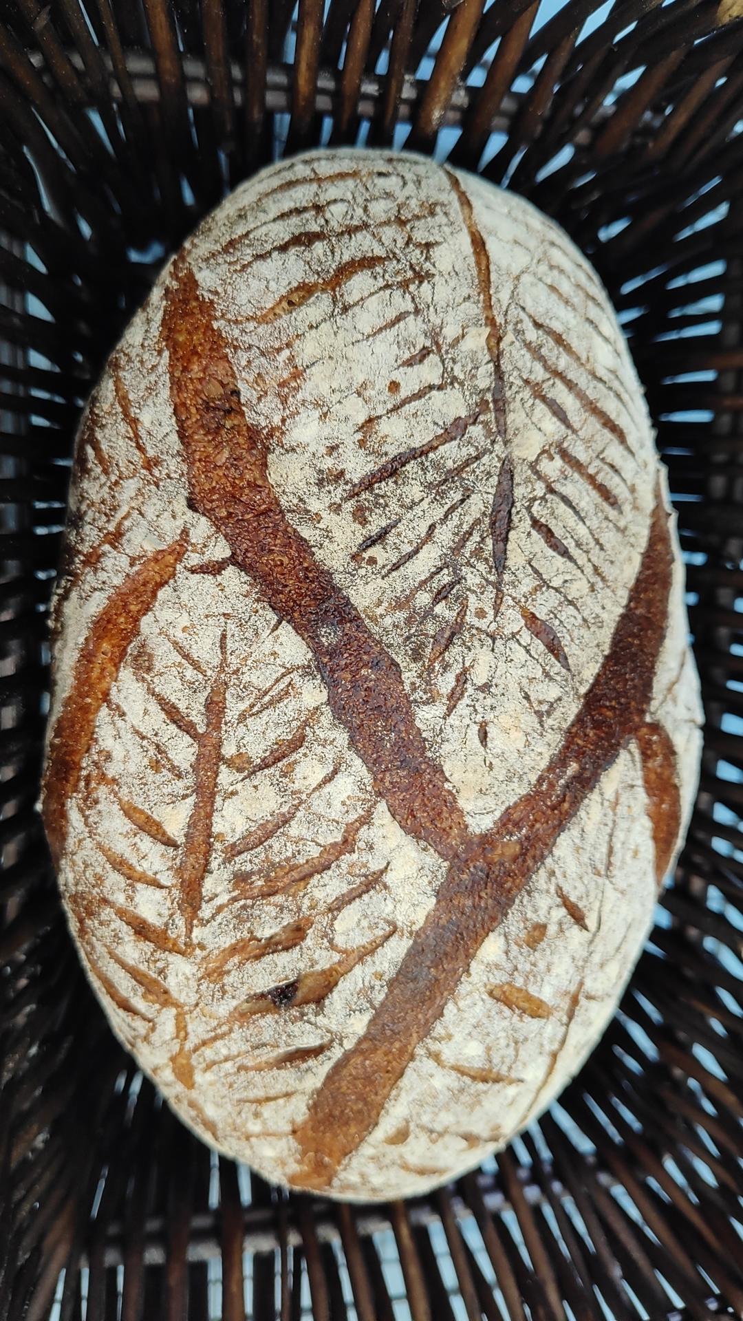 欧包 波兰种 割包视频