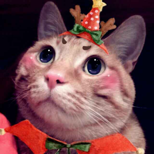 子猫de烤箱