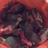 给我来十斤螃蟹