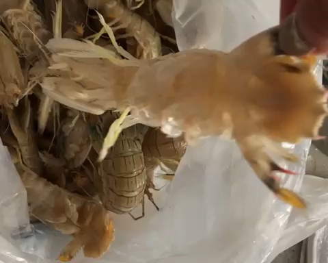 清蒸皮皮虾的做法
