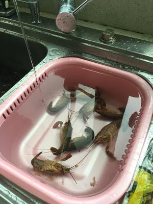 详解如何清理以及辨别小龙虾的做法 步骤10
