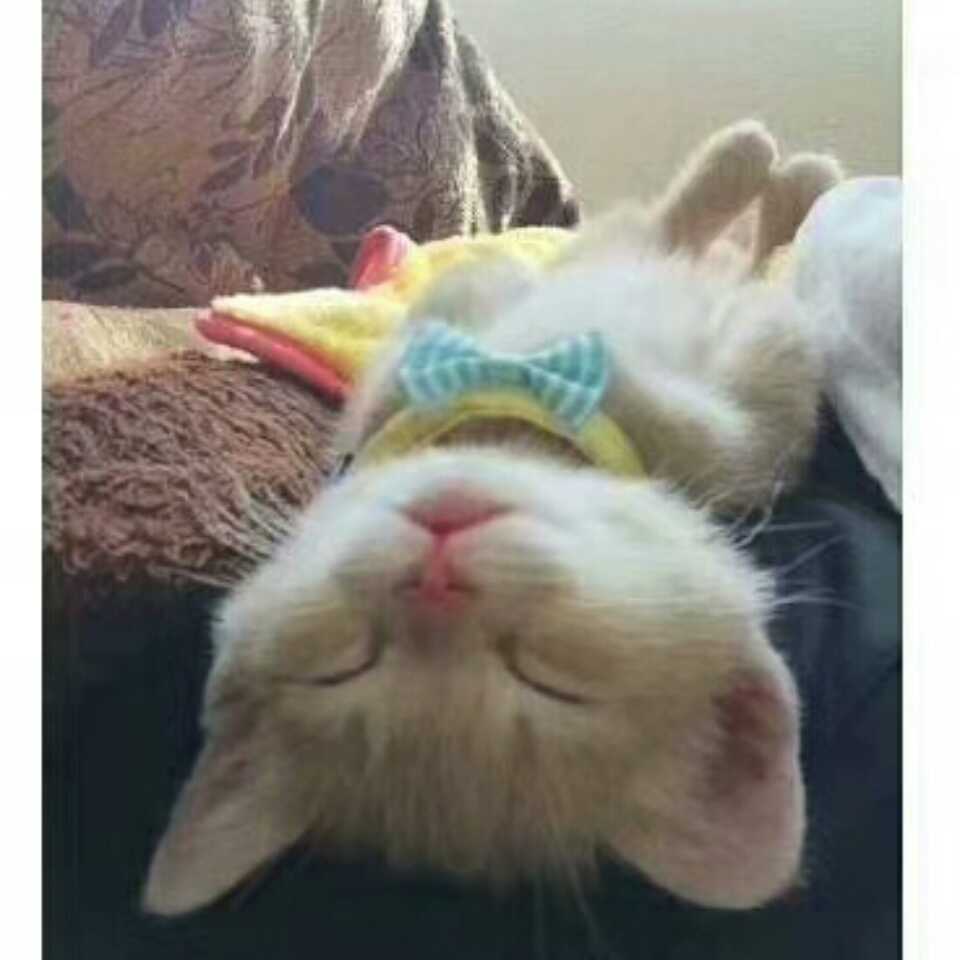 爱吃又怕胖的巨蟹