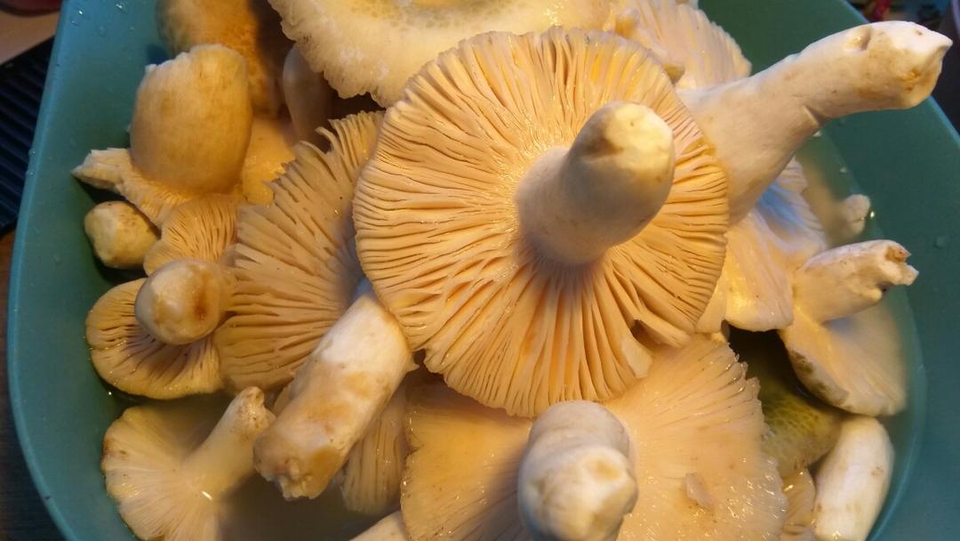 青头菌清洗方法（适用所有野生菌）