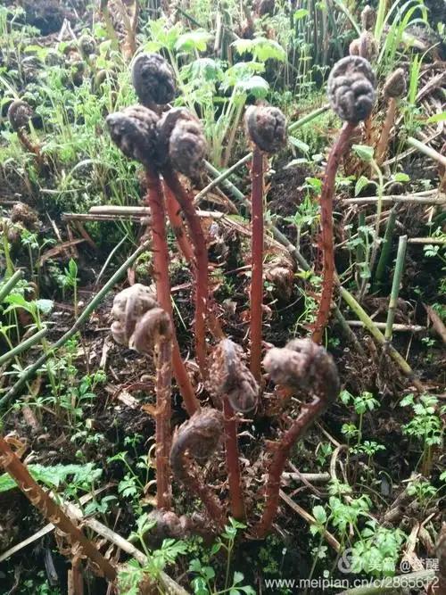 素炒猴腿山野菜