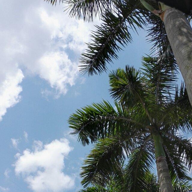 金刚芭比的蛋糕