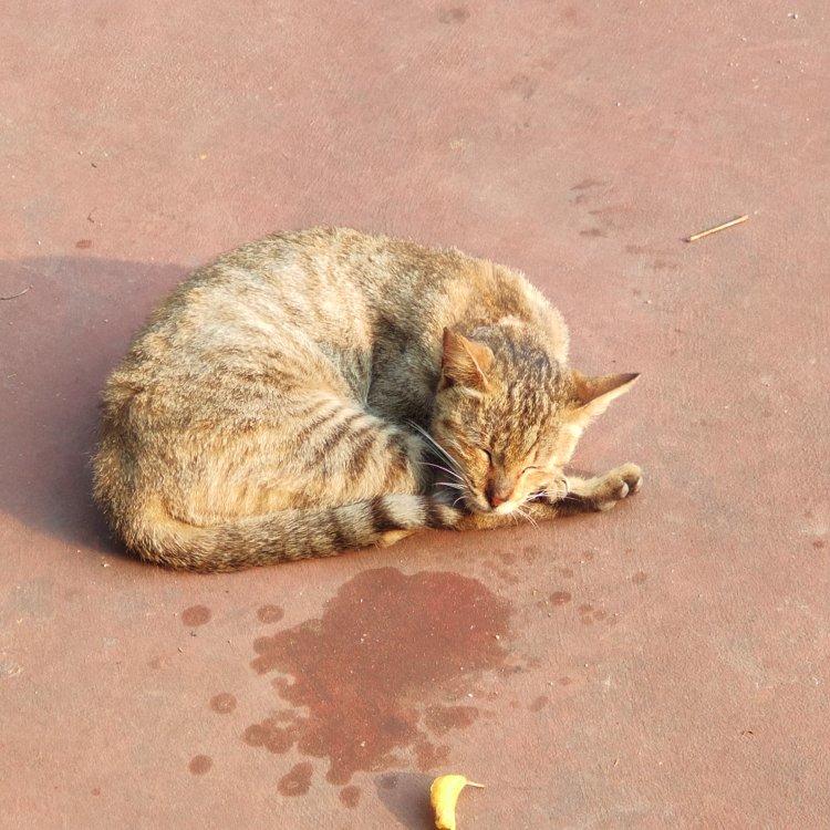 - 食事 -