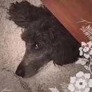 鸠绛子美食厨房