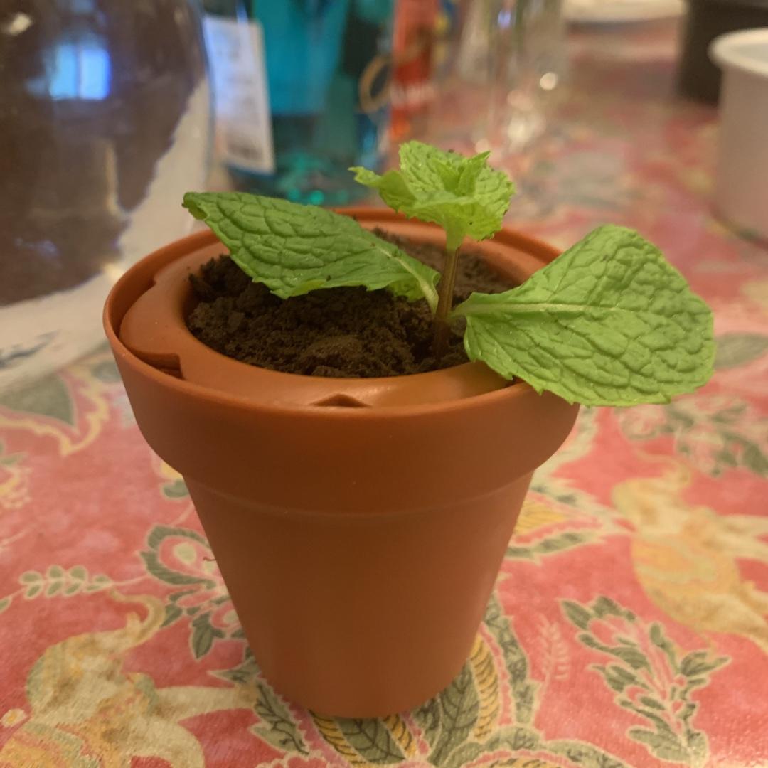 盆栽蛋糕