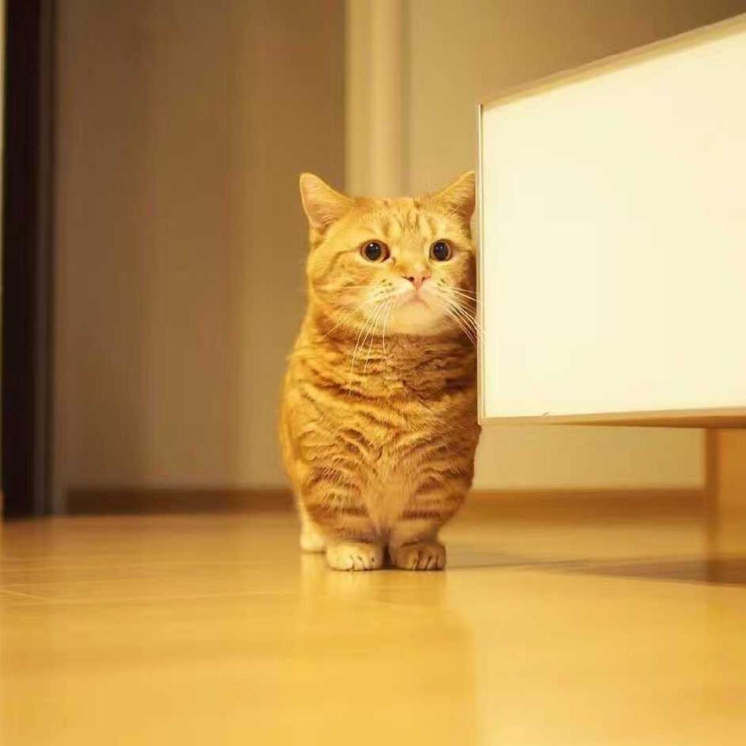 啊哈王小丢
