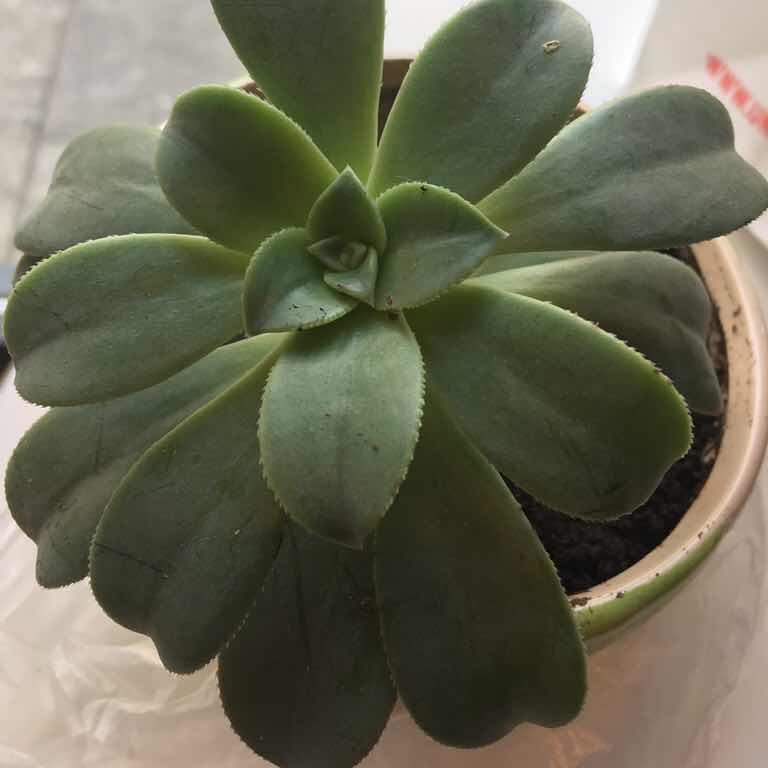 手机用户7069_wil8