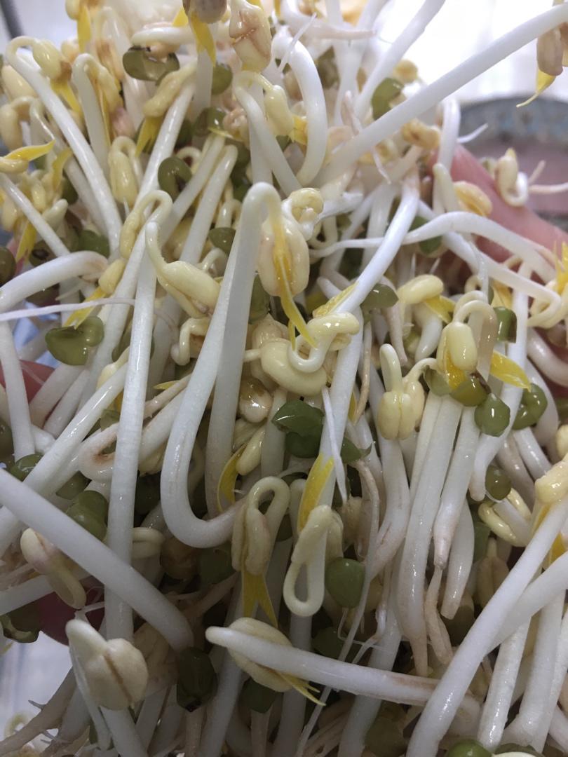 沥水篮发豆芽