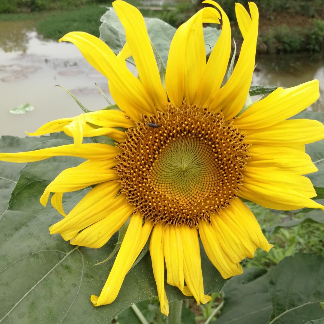 向日葵🌻花