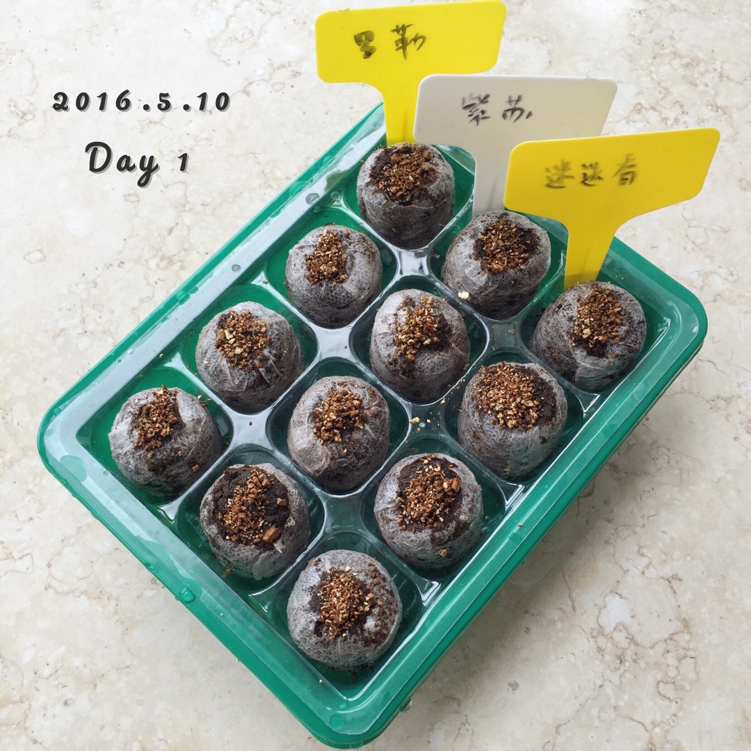 厨房种香草（tips大汇总…缓慢更新）