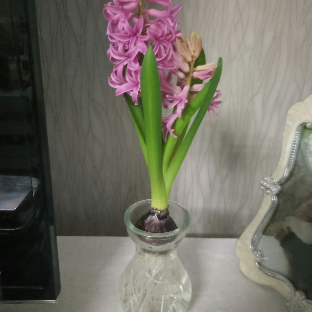 花语