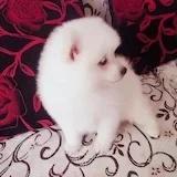 深度手残党-烘培小菜鸟