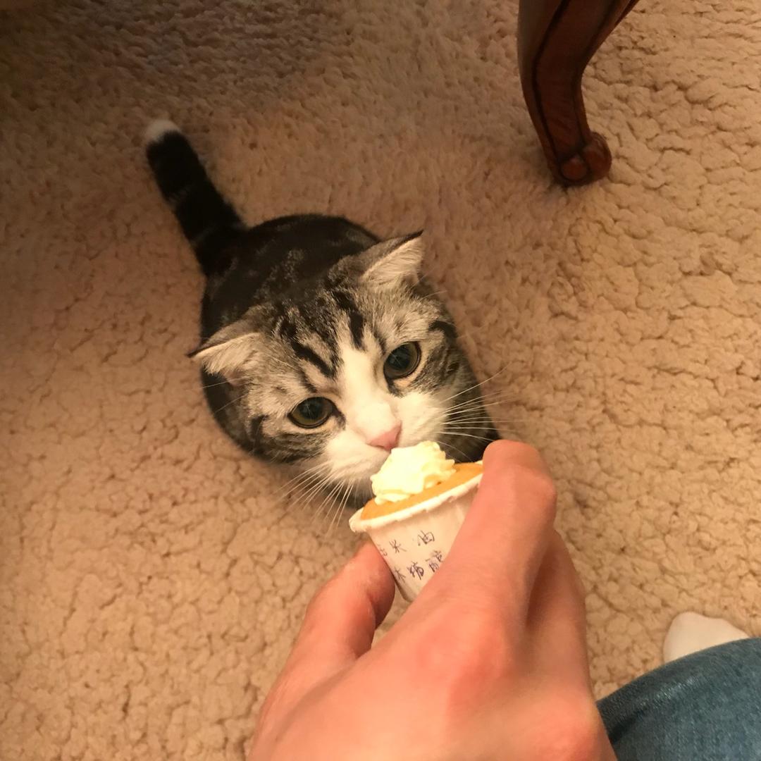 猫咪生日蛋糕←自制猫粮