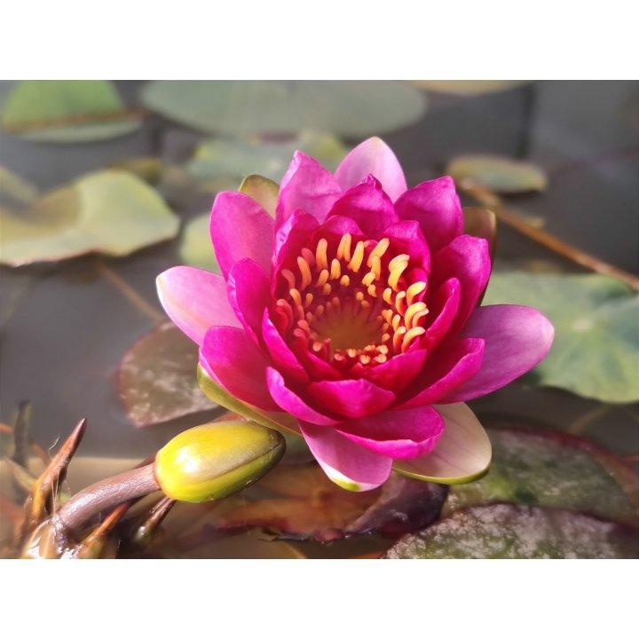 瓜果蔬菜养成记