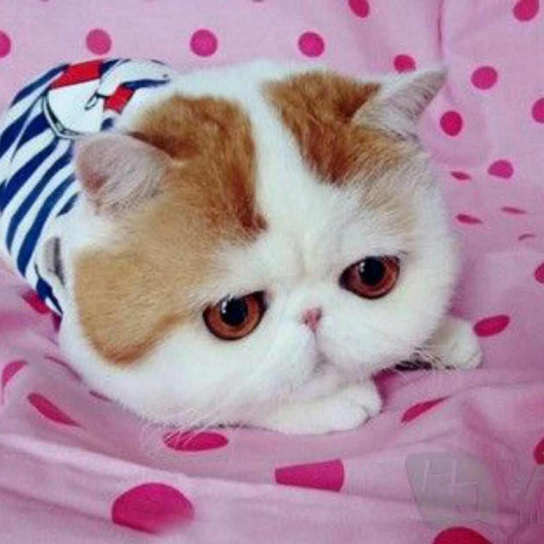 彩虹糖棉花糖
