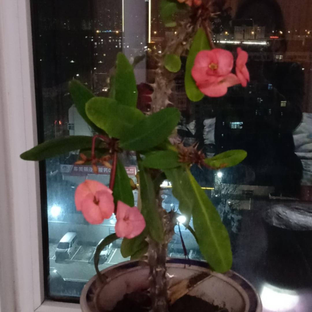 润菁索菲亚